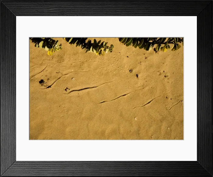 Framed Print : Sidewinding Tracks Made by the Peringueyis Adder Namib Desert, Namibia, Africa Framed Print : Sidewinding Tracks Made by the Peringueyis Adder Namib Desert, Namibia, Africa