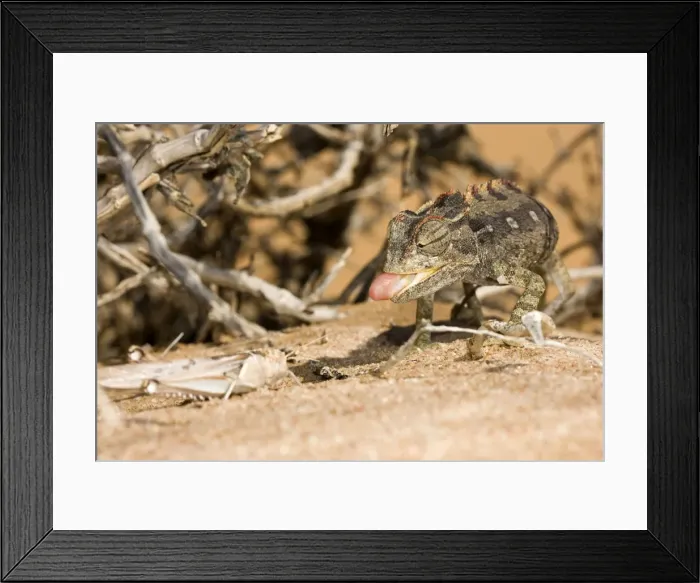 Framed Print : Namaqua Chameleon - Poised and ready to catch a locust - Sequence 1 of 3 -Namib Desert - Namibia - Africa Framed Print : Namaqua Chameleon - Poised and ready to catch a locust - Sequence 1 of 3 -Namib Desert - Namibia - Africa