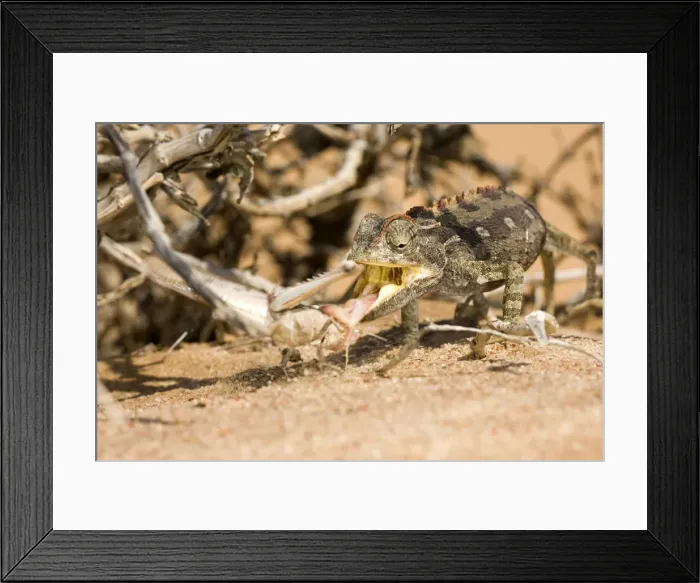Framed Print : Namaqua Chameleon - In the act of catching a locust - Sequence 2 of 3 -Namib Desert - Namibia - Africa Framed Print : Namaqua Chameleon - In the act of catching a locust - Sequence 2 of 3 -Namib Desert - Namibia - Africa