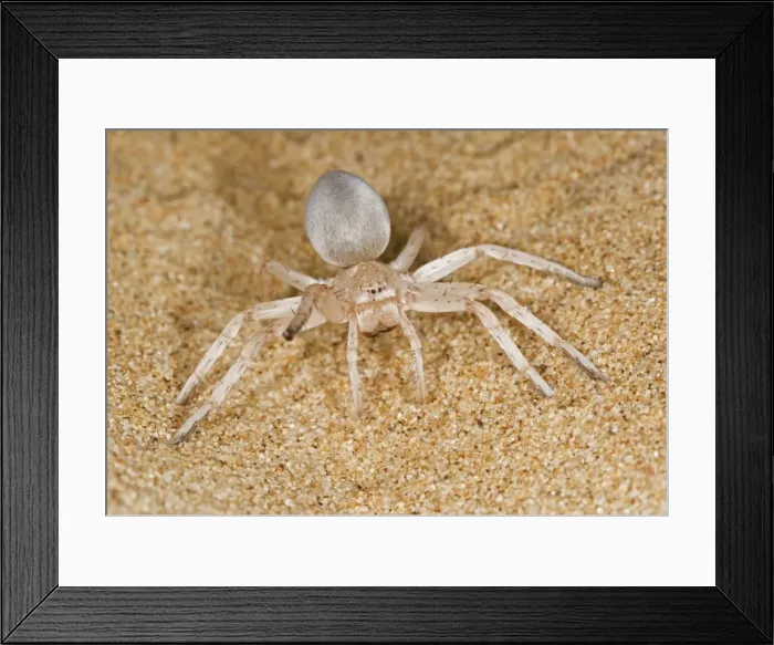 Framed Print : White Lady Spider - Portrait on dune sand with leg raised in a threat display - Namib Desert - Namibia - Africa Framed Print : White Lady Spider - Portrait on dune sand with leg raised in a threat display - Namib Desert - Namibia - Africa