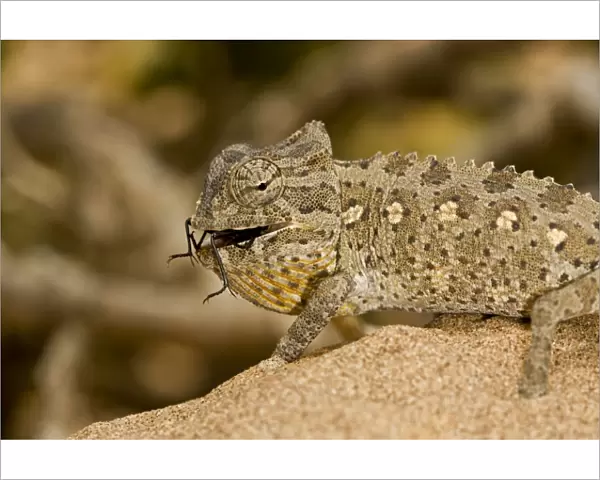 Namaqua Chameleon - Young chameleon with dune beetle in its mouth - Namib Desert - Namibia - Africa
