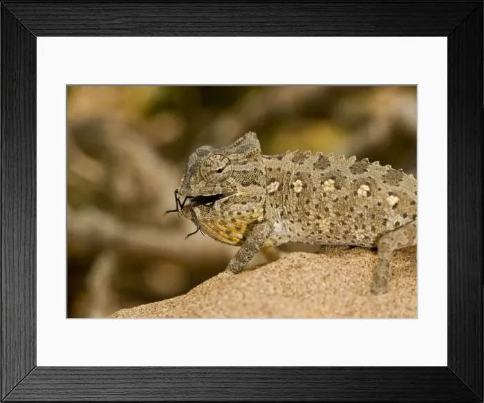 Framed Print : Namaqua Chameleon - Young chameleon with dune beetle in its mouth - Namib Desert - Namibia - Africa