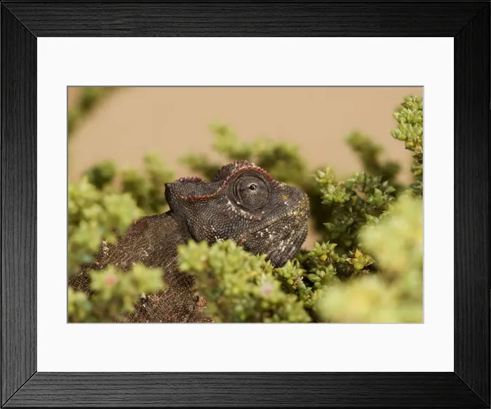 Framed Print : Namaqua Chameleon-Portrait-Eye peering from an Ink Bush- Dunes Near Swakopmund-Namib Desert-Namibia-Africa Framed Print : Namaqua Chameleon-Portrait-Eye peering from an Ink Bush- Dunes Near Swakopmund-Namib Desert-Namibia-Africa