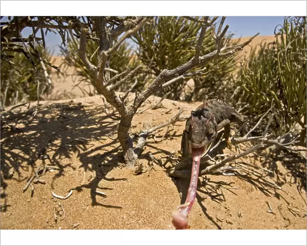 Namaqua Chameleon - With tongue fully extended-Namib Desert-Namibia-Africa