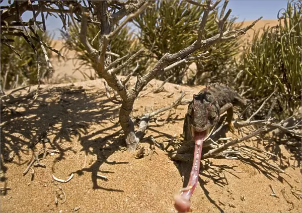Namaqua Chameleon - With tongue fully extended-Namib Desert-Namibia-Africa