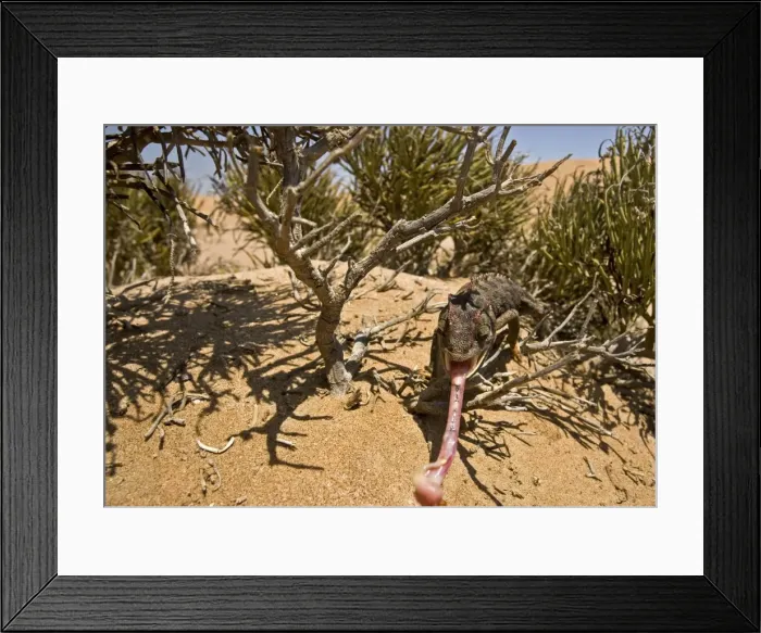 Framed Print : Namaqua Chameleon - With tongue fully extended-Namib Desert-Namibia-Africa Framed Print : Namaqua Chameleon - With tongue fully extended-Namib Desert-Namibia-Africa