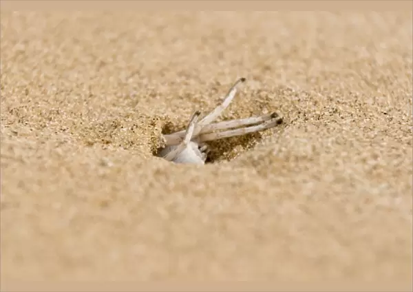 White Lady Spider - Busy excavating its burrow - Namib Desert - Namibia - Africa