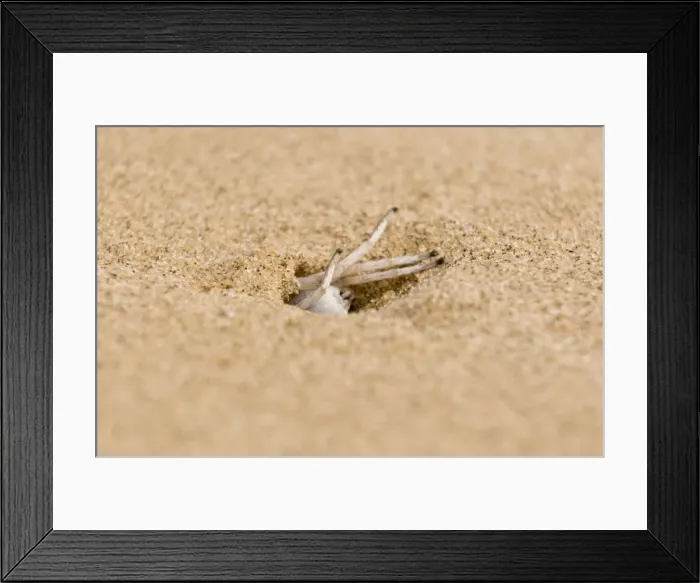 Framed Print : White Lady Spider - Busy excavating its burrow - Namib Desert - Namibia - Africa Framed Print : White Lady Spider - Busy excavating its burrow - Namib Desert - Namibia - Africa