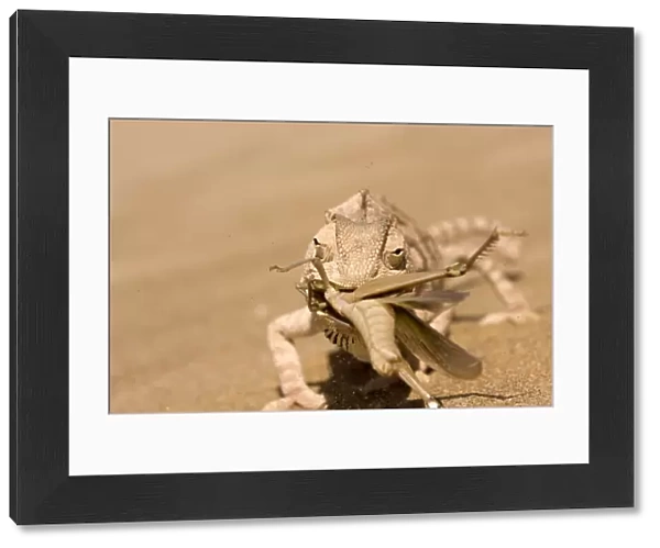 Namaqua Chameleon - Trying to eat a large Desert Locust in a sand storm - Sequence 1 of 3 - Namib Desert - Namibia - Africa