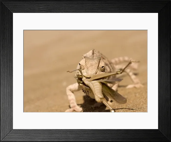 Framed Print : Namaqua Chameleon - Trying to eat a large Desert Locust in a sand storm - Sequence 1 of 3 - Namib Desert - Namibia - Africa Framed Print : Namaqua Chameleon - Trying to eat a large Desert Locust in a sand storm - Sequence 1 of 3 - Namib Desert - Namibia - Africa