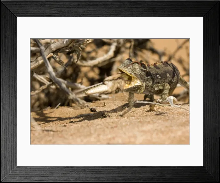 Framed Print : Namaqua Chameleon - Trying to eat a struggling locust - Sequence 3 of 3 -Namib Desert - Namibia - Africa