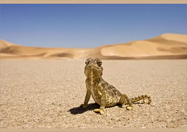 Namaqua Chameleon - Wide Angle shot sitting on the gravel plain - Yellow colouration with distinct pattern - Namib Desert - Namibia - Africa