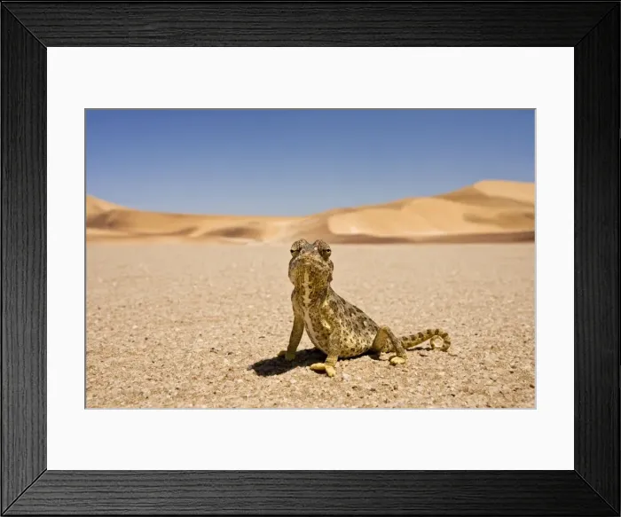 Framed Print : Namaqua Chameleon - Wide Angle shot sitting on the gravel plain - Yellow colouration with distinct pattern - Namib Desert - Namibia - Africa Framed Print : Namaqua Chameleon - Wide Angle shot sitting on the gravel plain - Yellow colouration with distinct pattern - Namib Desert - Namibia - Africa