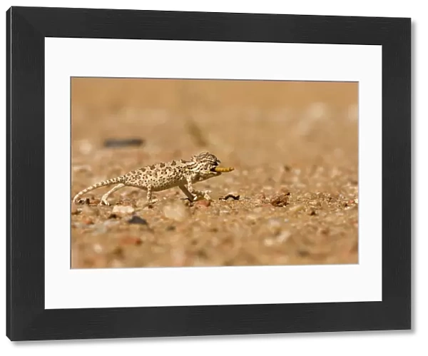 Namaqua Chameleon - Baby catching its prey - Sequence 3 of 3 - Namib Desert - Namibia - Africa