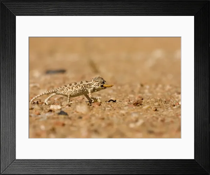 Framed Print : Namaqua Chameleon - Baby catching its prey - Sequence 3 of 3 - Namib Desert - Namibia - Africa Framed Print : Namaqua Chameleon - Baby catching its prey - Sequence 3 of 3 - Namib Desert - Namibia - Africa