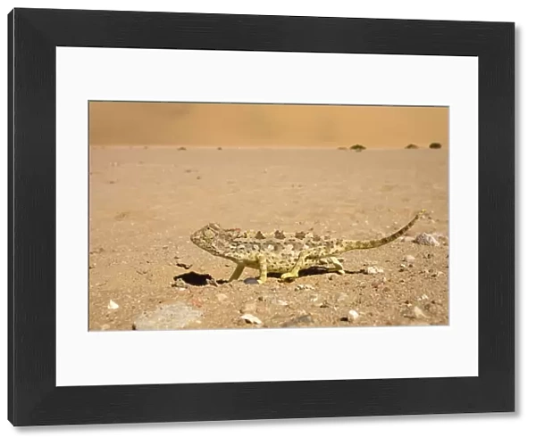 Namaqua Chameleon-Keeping an eye on the sky whilst crossing open ground Namib Desert-Namibia-Africa
