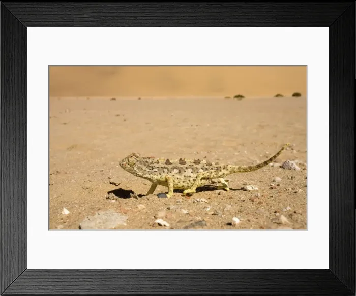 Framed Print : Namaqua Chameleon-Keeping an eye on the sky whilst crossing open ground Namib Desert-Namibia-Africa