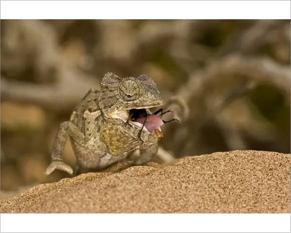 Namaqua Chameleon - young chameleon with dune beetle in its mouth - Namib Desert - Namibia - Africa