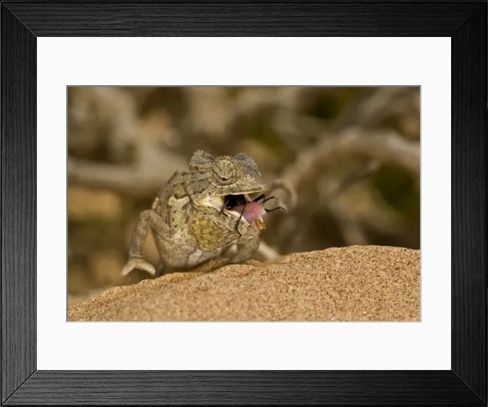 Framed Print : Namaqua Chameleon - young chameleon with dune beetle in its mouth - Namib Desert - Namibia - Africa Framed Print : Namaqua Chameleon - young chameleon with dune beetle in its mouth - Namib Desert - Namibia - Africa