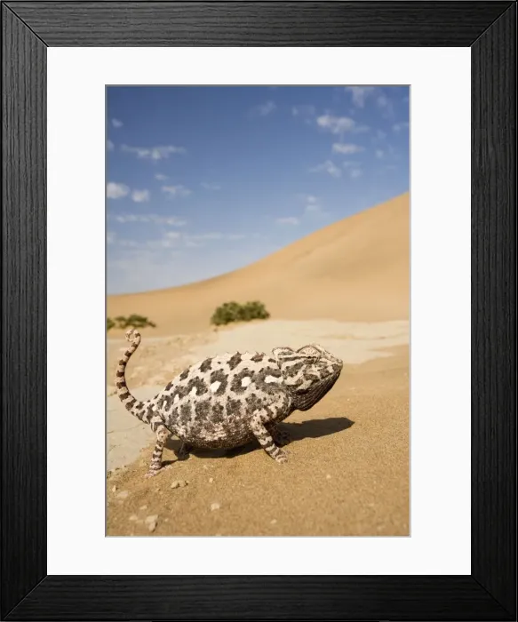 Framed Print : Namaqua Chameleon-Side profile during threat display-Pink Phase-With inflated body-Dunes-Swakopmund-Namib Desert-Namibia-Africa Framed Print : Namaqua Chameleon-Side profile during threat display-Pink Phase-With inflated body-Dunes-Swakopmund-Namib Desert-Namibia-Africa