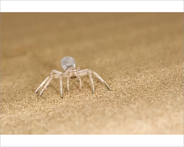 White Lady Spider - Portrait on dune sand - Namib Desert - Namibia - Africa