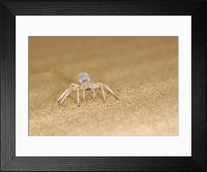 Framed Print : White Lady Spider - Portrait on dune sand - Namib Desert - Namibia - Africa Framed Print : White Lady Spider - Portrait on dune sand - Namib Desert - Namibia - Africa