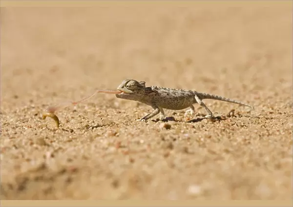 Namaqua Chameleon-Baby catching its prey-side profile Namib Desert-Namibia-Africa