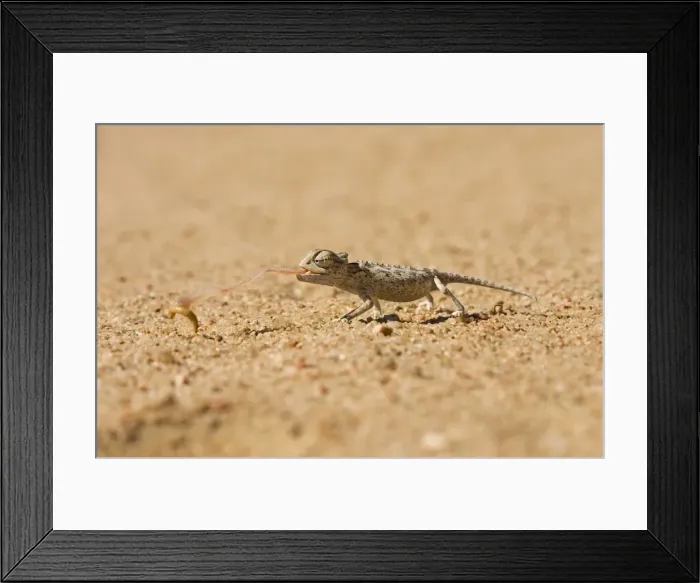 Framed Print : Namaqua Chameleon-Baby catching its prey-side profile Namib Desert-Namibia-Africa Framed Print : Namaqua Chameleon-Baby catching its prey-side profile Namib Desert-Namibia-Africa