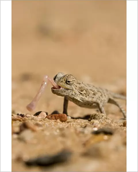 Namaqua Chameleon-Using its tongue to catch prey Namib Desert-Namibia-Africa