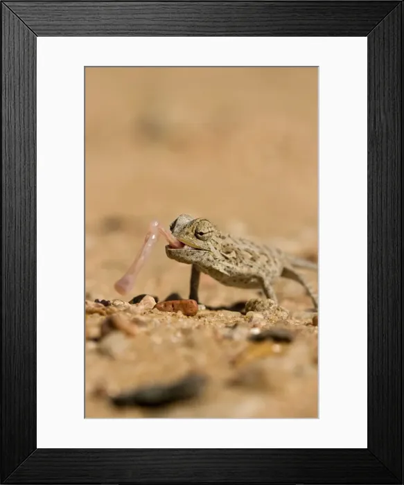 Framed Print : Namaqua Chameleon-Using its tongue to catch prey Namib Desert-Namibia-Africa Framed Print : Namaqua Chameleon-Using its tongue to catch prey Namib Desert-Namibia-Africa
