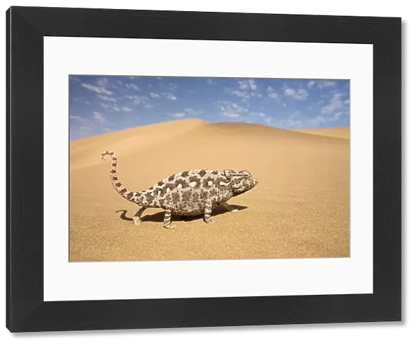 Namaqua Chameleon-Striding over yellow dunes-blue sky with clouds in the background-Dunes-Swakopmund-Namib Desert-Namibia-Africa