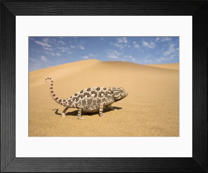 Framed Print : Namaqua Chameleon-Striding over yellow dunes-blue sky with clouds in the background-Dunes-Swakopmund-Namib Desert-Namibia-Africa Framed Print : Namaqua Chameleon-Striding over yellow dunes-blue sky with clouds in the background-Dunes-Swakopmund-Namib Desert-Namibia-Africa