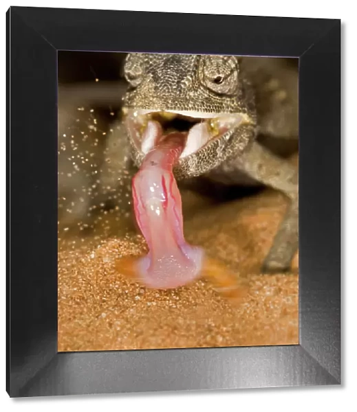 Namaqua Chameleon - Showing the tongue retracting with prey - Namib Desert - Namibia - Africa