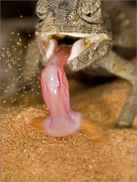 Namaqua Chameleon - Showing the tongue retracting with prey - Namib Desert - Namibia - Africa