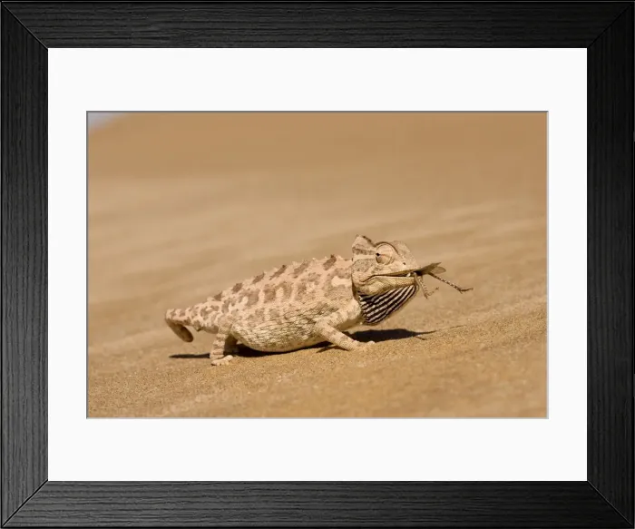 Framed Print : Namaqua Chameleon - Eating a large Desert Locust - Sequence 3 of 3 - Namib Desert - Namibia - Africa Framed Print : Namaqua Chameleon - Eating a large Desert Locust - Sequence 3 of 3 - Namib Desert - Namibia - Africa