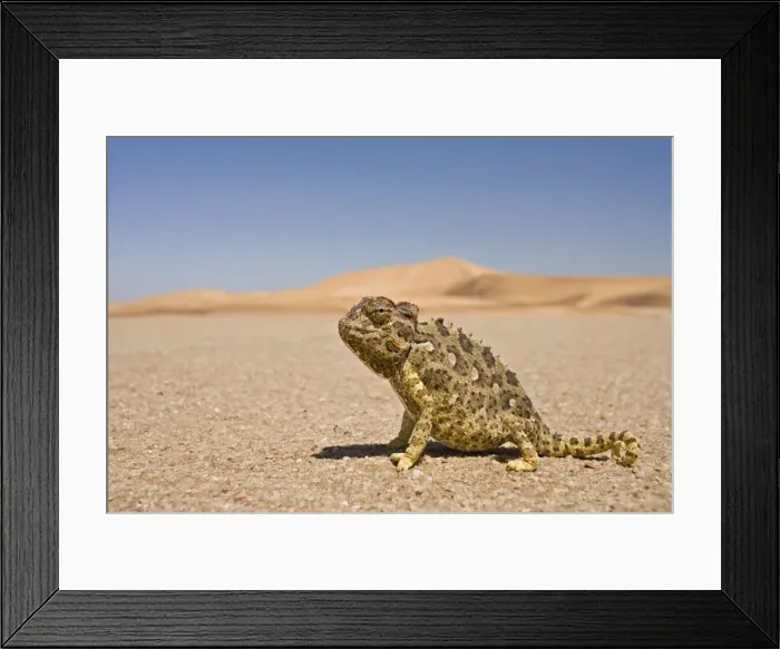 Framed Print : Namaqua Chameleon - Wide Angle shot sitting on the gravel plain - Yellow colouration with distinct pattern - Namib Desert - Namibia - Africa Framed Print : Namaqua Chameleon - Wide Angle shot sitting on the gravel plain - Yellow colouration with distinct pattern - Namib Desert - Namibia - Africa