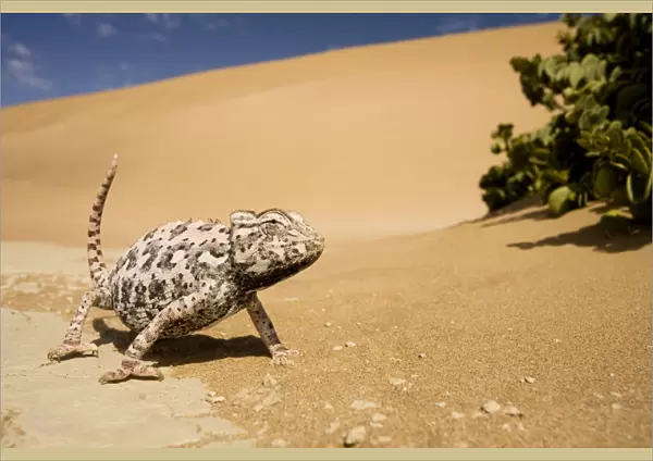 Namaqua Chameleon-Striding towards the camera in the alert posture-Pink Phase-Dunes-Swakopmund-Namib Desert-Namibia-Africa