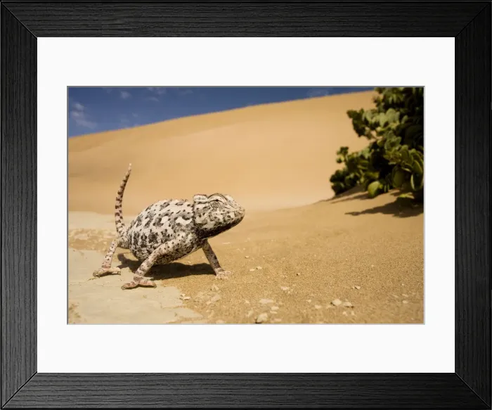 Framed Print : Namaqua Chameleon-Striding towards the camera in the alert posture-Pink Phase-Dunes-Swakopmund-Namib Desert-Namibia-Africa Framed Print : Namaqua Chameleon-Striding towards the camera in the alert posture-Pink Phase-Dunes-Swakopmund-Namib Desert-Namibia-Africa