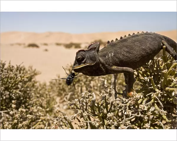 Namaqua Chameleon - Perched on an ink bush with a beetle - Namib Desert - Namibia - Africa