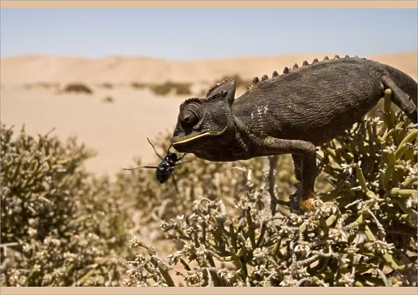 Namaqua Chameleon - Perched on an ink bush with a beetle - Namib Desert - Namibia - Africa