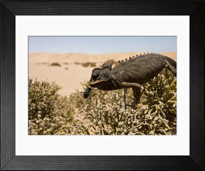 Framed Print : Namaqua Chameleon - Perched on an ink bush with a beetle - Namib Desert - Namibia - Africa Framed Print : Namaqua Chameleon - Perched on an ink bush with a beetle - Namib Desert - Namibia - Africa