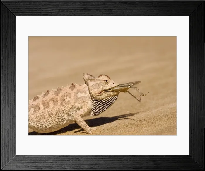 Framed Print : Namaqua Chameleon - Trying to eat a large Desert Locust - Sequence 2 of 3 - Namib Desert - Namibia - Africa Framed Print : Namaqua Chameleon - Trying to eat a large Desert Locust - Sequence 2 of 3 - Namib Desert - Namibia - Africa