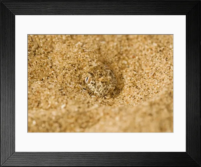 Framed Print : Peringuey's Adder - Close up of the head and eyes exposed from the dune sand - Dunes - Namib Desert - Namibia - Africa Framed Print : Peringuey's Adder - Close up of the head and eyes exposed from the dune sand - Dunes - Namib Desert - Namibia - Africa