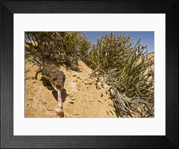 Framed Print : Namaqua Chameleon - With tongue fully extended - Namib Desert - Namibia - Africa Framed Print : Namaqua Chameleon - With tongue fully extended - Namib Desert - Namibia - Africa