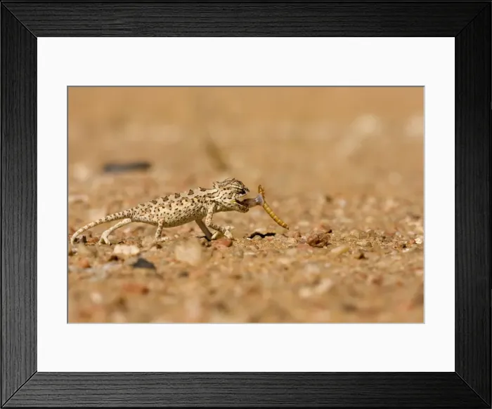 Framed Print : Namaqua Chameleon - Baby catching its prey - Sequence 2 of 3 - Namib Desert - Namibia - Africa Framed Print : Namaqua Chameleon - Baby catching its prey - Sequence 2 of 3 - Namib Desert - Namibia - Africa
