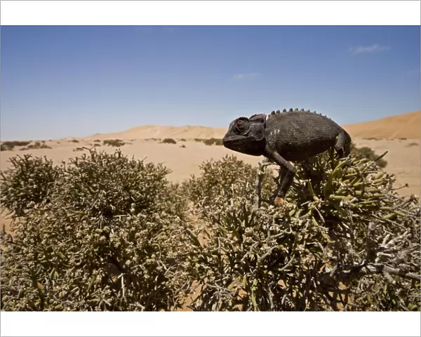 Namaqua Chameleon - Sitting on an Ink Bush - Wide Angle Shot showing the dune landscape in the background - Namib Desert - Namibia - Africa