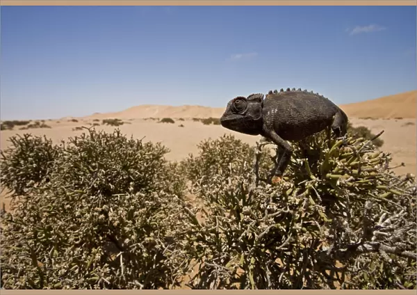 Namaqua Chameleon - Sitting on an Ink Bush - Wide Angle Shot showing the dune landscape in the background - Namib Desert - Namibia - Africa