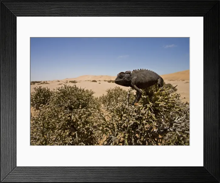 Framed Print : Namaqua Chameleon - Sitting on an Ink Bush - Wide Angle Shot showing the dune landscape in the background - Namib Desert - Namibia - Africa Framed Print : Namaqua Chameleon - Sitting on an Ink Bush - Wide Angle Shot showing the dune landscape in the background - Namib Desert - Namibia - Africa