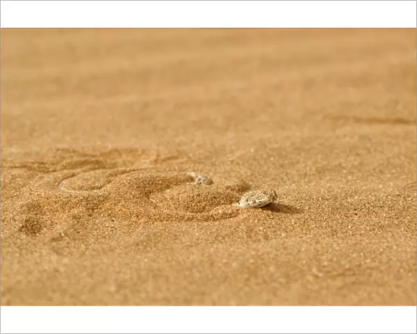 Peringuey's Adder - Shuffling down into the dune sand - Dunes - Namib Desert - Namibia - Africa