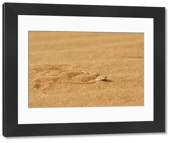 Peringuey's Adder - Shuffling down into the dune sand - Dunes - Namib Desert - Namibia - Africa